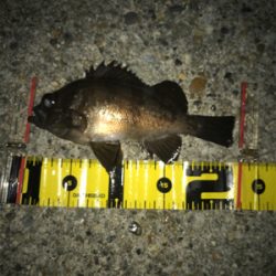 メバリング楽しい(^。^)