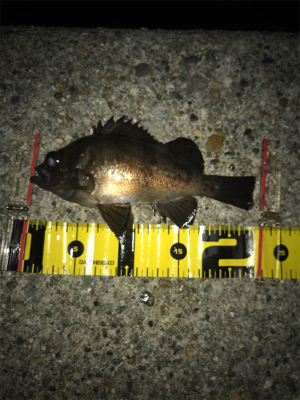 メバリング楽しい(^。^)