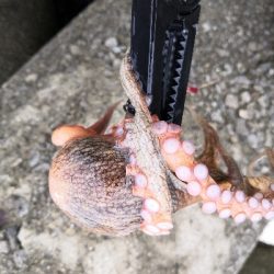 オクトパッシング前半後半