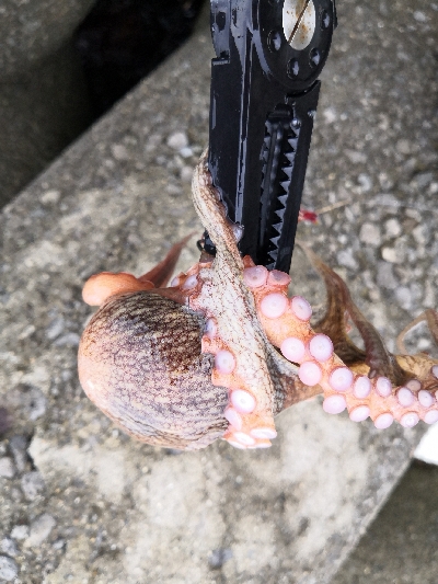 オクトパッシング前半後半