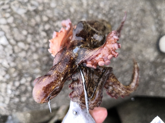 雨の中オクトパッシング