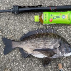 チヌ爆釣
