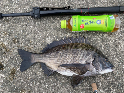 チヌ爆釣