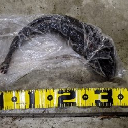 マゴチが初めて釣れました!