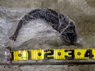 マゴチが初めて釣れました!