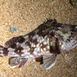 相変わらずガシラ