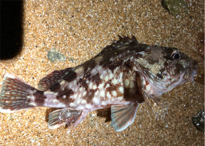 相変わらずガシラ