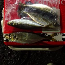 アジング練習 165