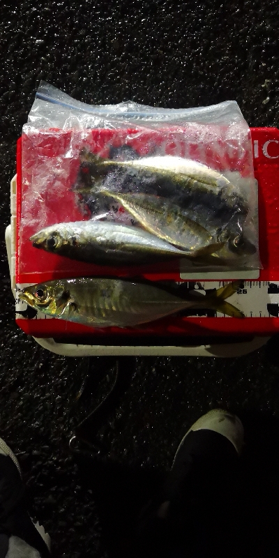 アジング練習 165