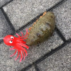 雨降り合間に新子9杯