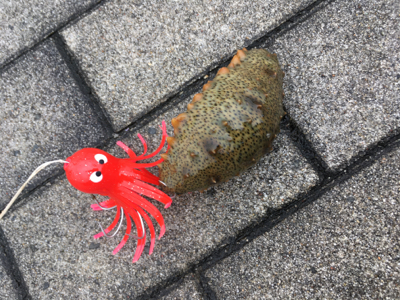 雨降り合間に新子9杯