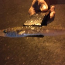 外道だらけのアジング