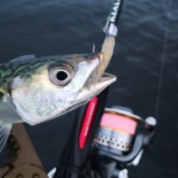 アジング練習 167