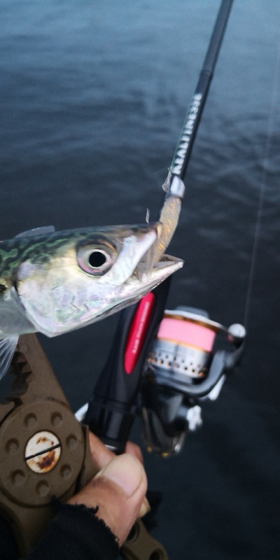 アジング練習 167