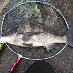 年無し2枚ゲット！