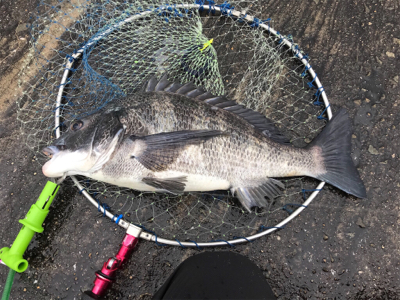 年無し2枚ゲット！