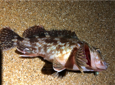 ガシラはね、、、