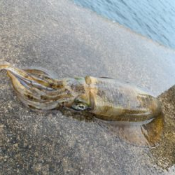 まさかの春イカ2杯目!