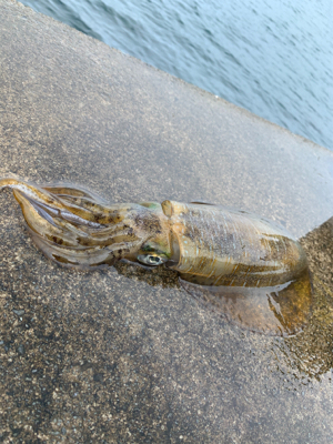 まさかの春イカ2杯目!