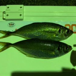 ガーグリップを忘れてしまった