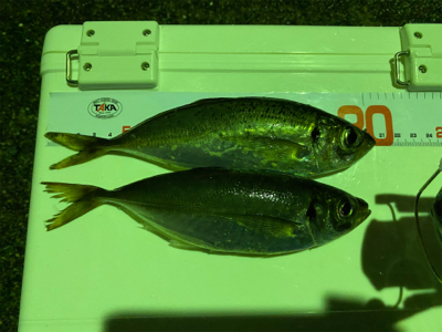 ガーグリップを忘れてしまった