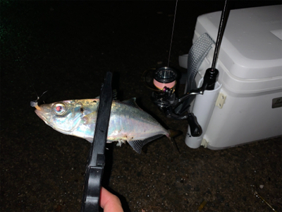 あっちも駄目で、こっちも駄目で…