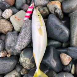 ワカシの活性高し