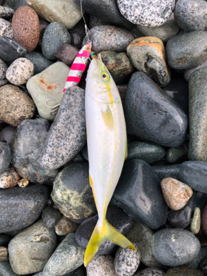 ワカシの活性高し