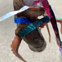 懲りもせずタコ!