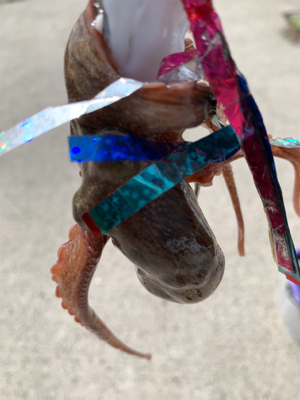 懲りもせずタコ!