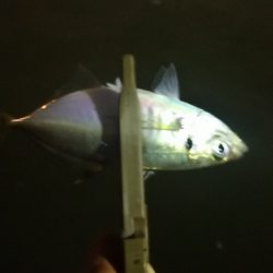 アジング練習 168