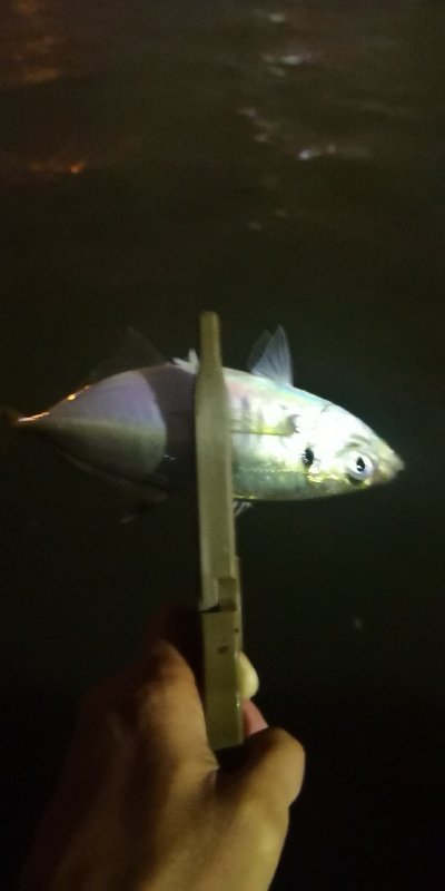 アジング練習 168