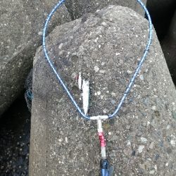 ツバスが入ってきました