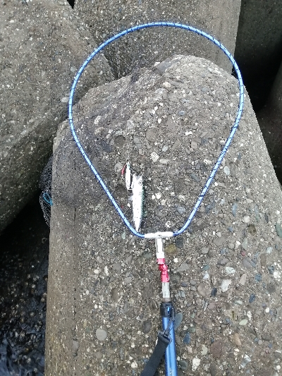 ツバスが入ってきました