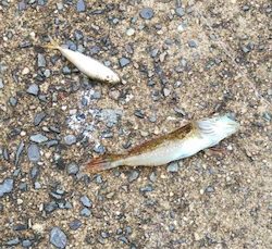 大漁なのにお土産無し