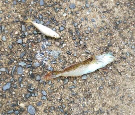 大漁なのにお土産無し