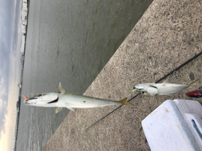 ショアジギング