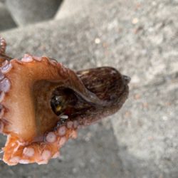 タコ復活してるか？