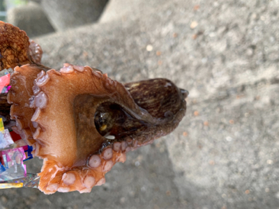 タコ復活してるか？