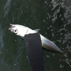 SSJ & オクトパッシング