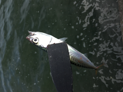 SSJ & オクトパッシング