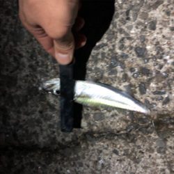 ナイトシャバダバサバサバw