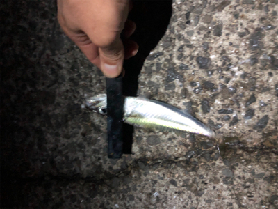 ナイトシャバダバサバサバw