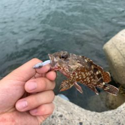 青物不発、安定の