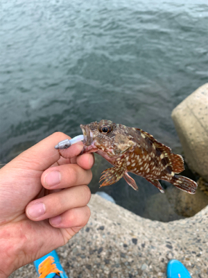 青物不発、安定の