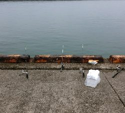 サバの切り身でアナゴ8匹