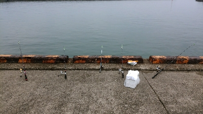 サバの切り身でアナゴ8匹