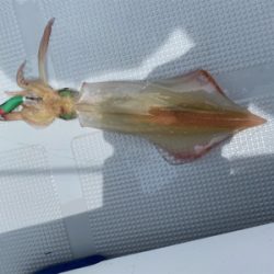 佐賀デイイカメタル