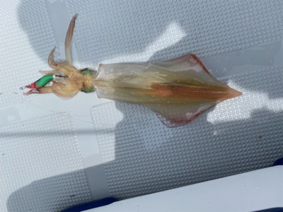 佐賀デイイカメタル