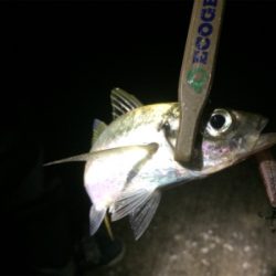 激濁りでも関係なし！アジプラグ爆発